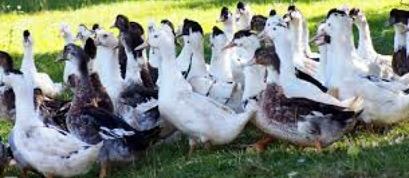 Grippe aviaire un troisième cas avéré
