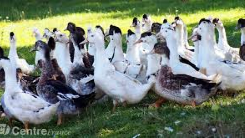 Grippe aviaire un troisième cas avéré