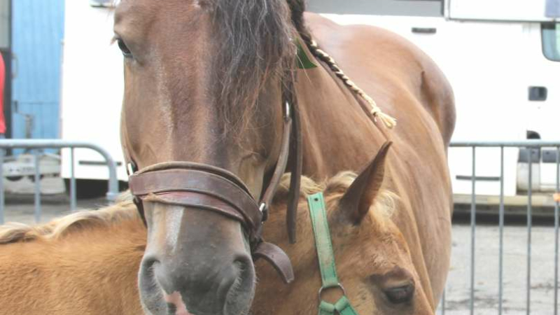 Cazaubon : Concours départemental de chevaux de trait