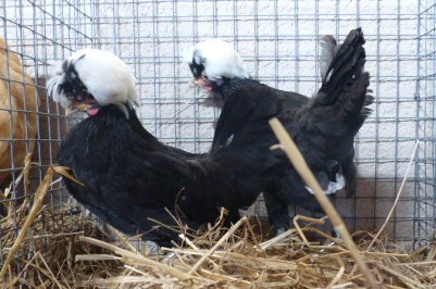 poules hollandaises