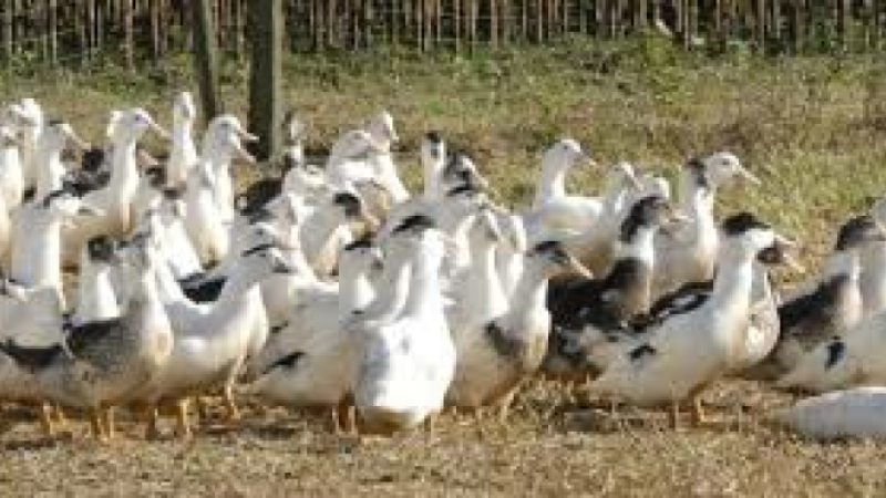 Grippe aviaire un nouveau cas dans l'aveyron