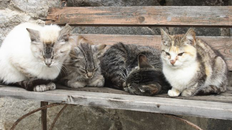Chapatounes s’investit pour la cause animale