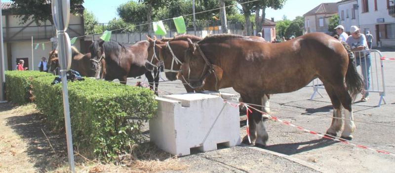 Cazaubon : Le concours de chevaux de trait sera pérennisé