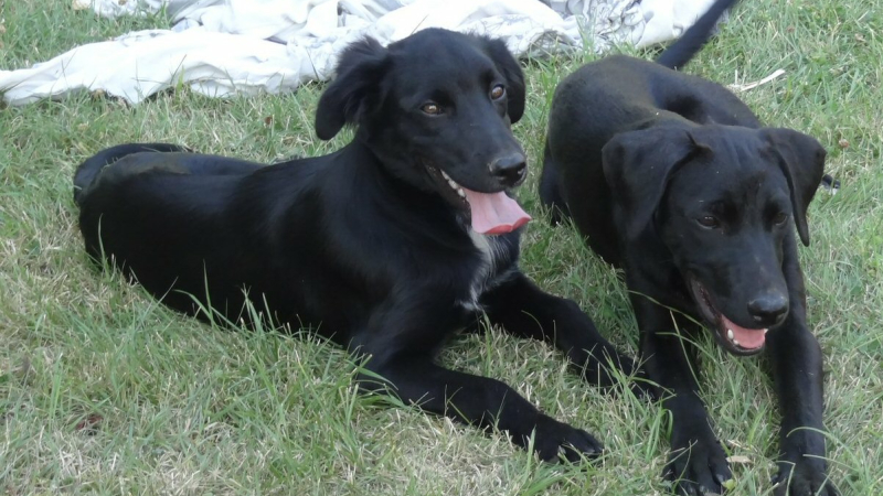 Jeune chiens  trouvés sur la commune d'Ornézan 