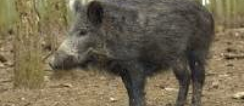 Repas des chasseurs 