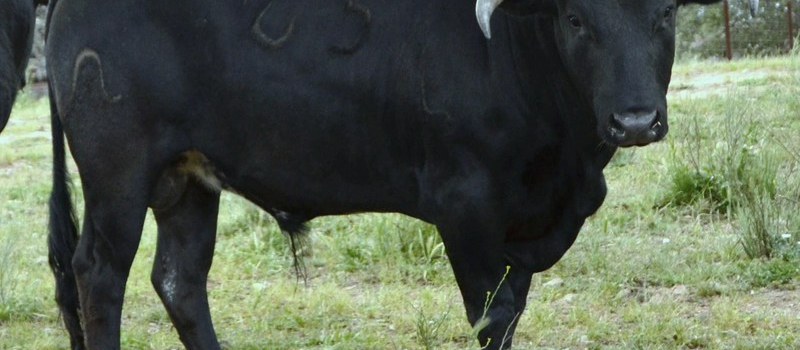 DIMANCHE 28 AOUT : novillada concours 2016 de Saint-Perdon.