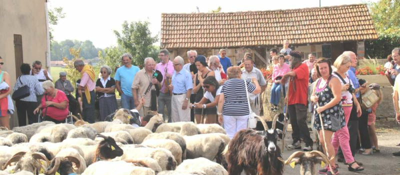 Castex d'Armagnac : La route de la transhumance