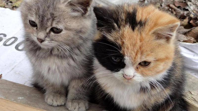 Chapatounes organise son loto pour la cause animale
