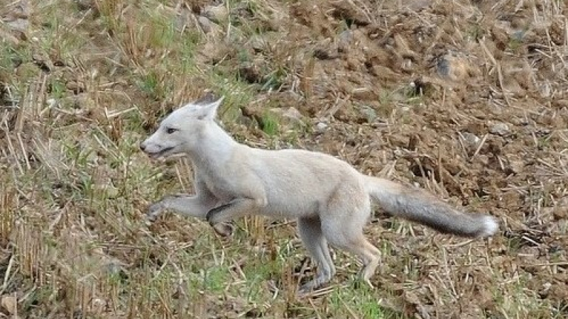 La fin du renard blanc