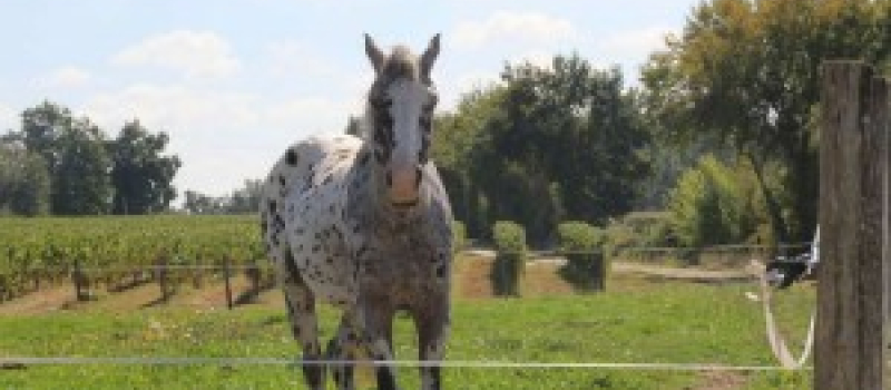  La journée du cheval