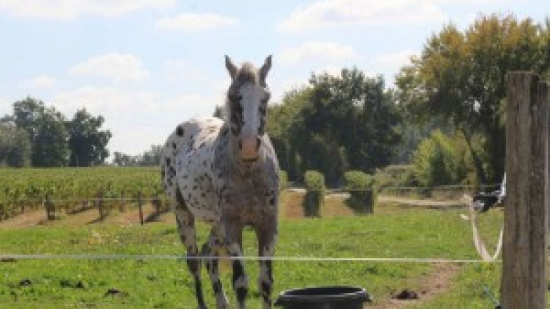  La journée du cheval