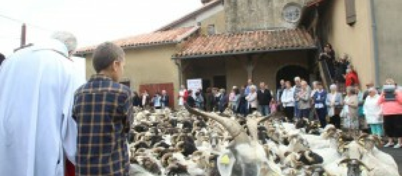 Castex d'Armagnac : La route de la transhumance est passée