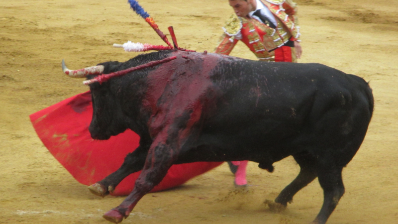 Novillada  compte-rendu