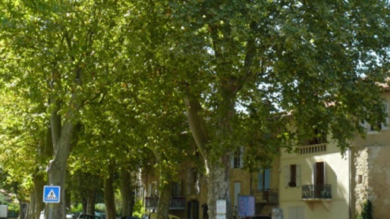 Les platanes de la discorde