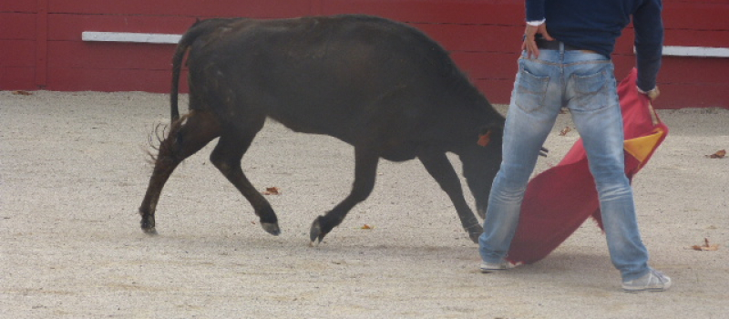 Tienta aux arènes de Marciac