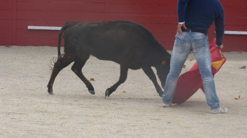 Tienta aux arènes de Marciac