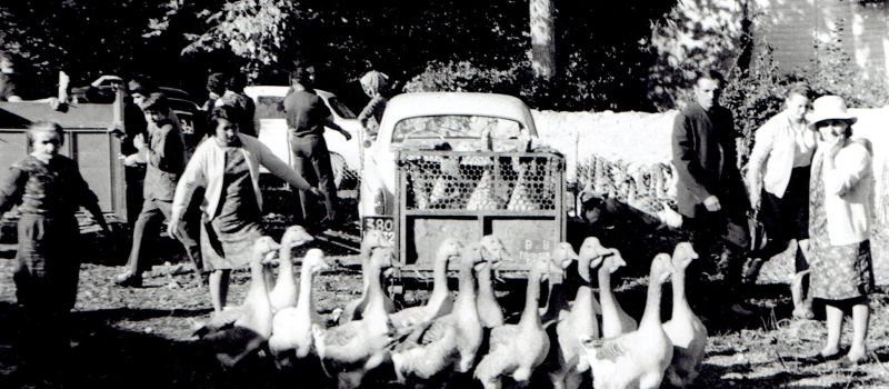 La foire aux oies de Riguepeu