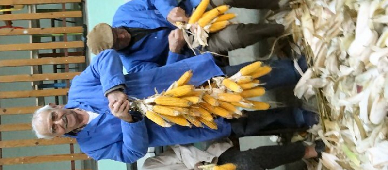 Le destanader, : une corvée remise au goût du jour avec l'Amicale des Anciens Élèves d'Ornézan
