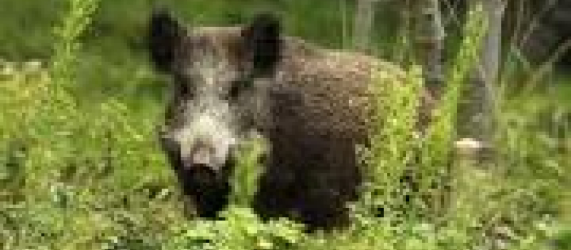 Du sanglier a la broche a Beaumarchès