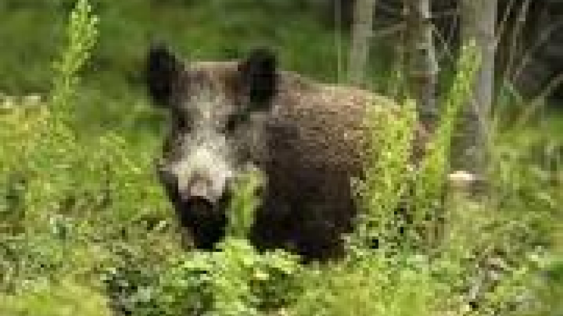 Du sanglier a la broche a Beaumarchès