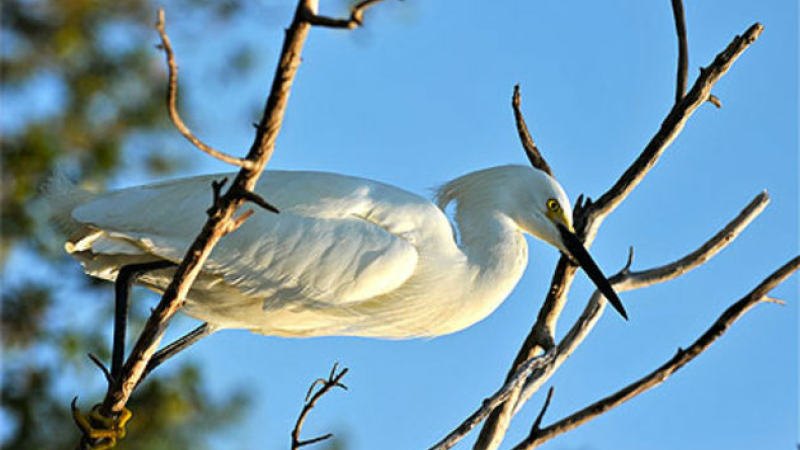 Grippe aviaire des oiseaux sauvages touchés près de nos frontières.