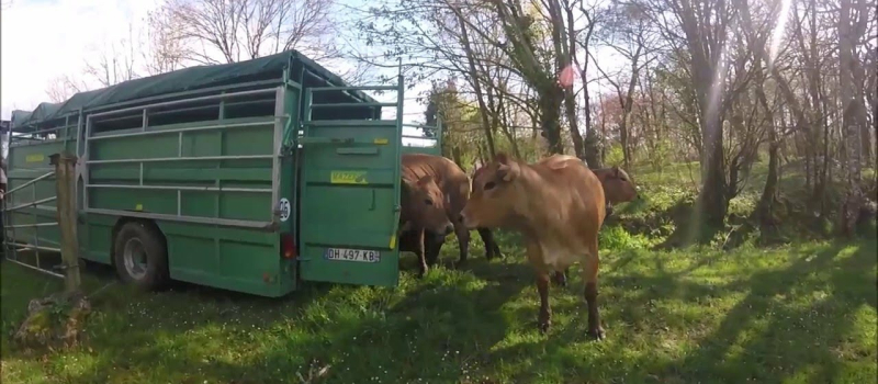 Lussan : Une agricultrice piétinée par une vache décède