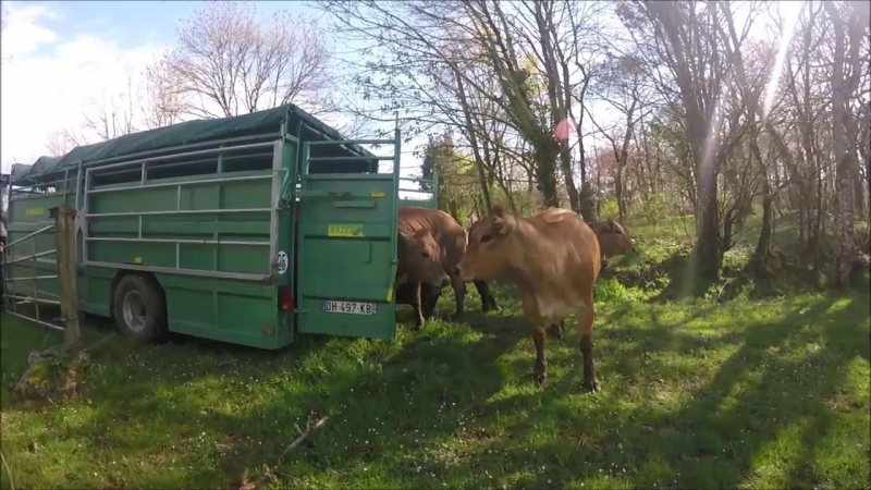 Lussan : Une agricultrice piétinée par une vache décède