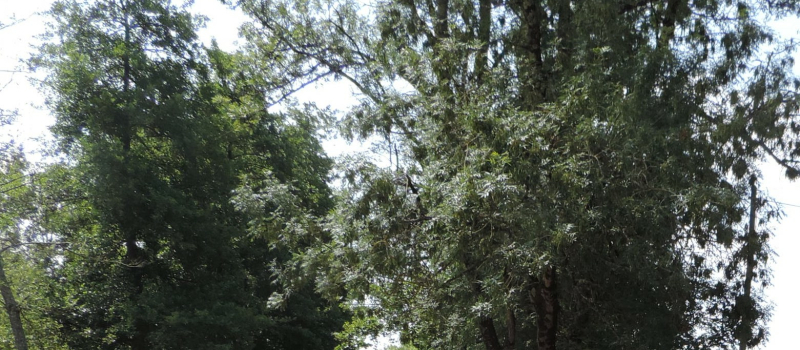Première journée de l’arbre pour Sainte Catherine