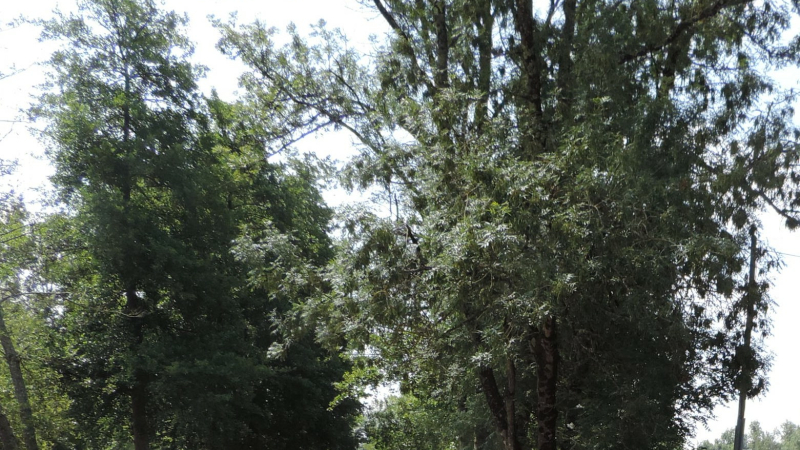 Première journée de l’arbre pour Sainte Catherine