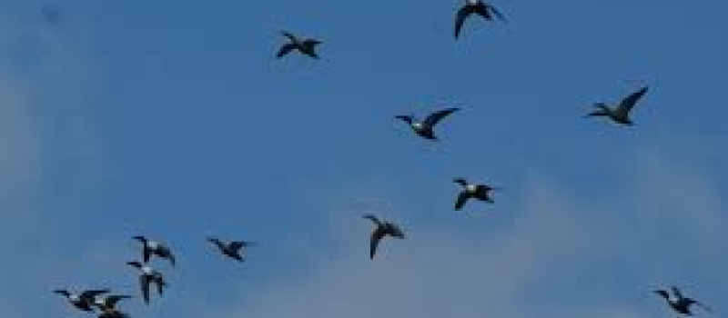 Un premier cas de grippe aviaire signalé par le ministère de l'agriculture 