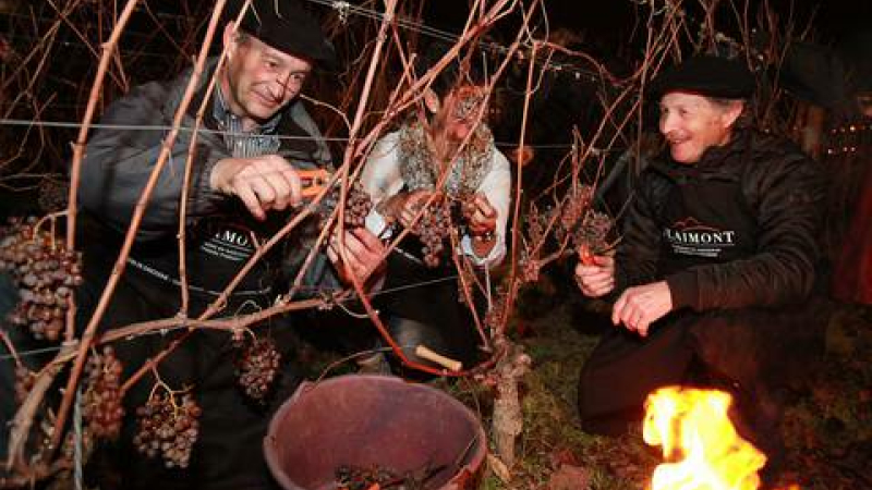 Pacherenc du Vic-Bilh : Les vendanges de la Saint-Sylvestre 