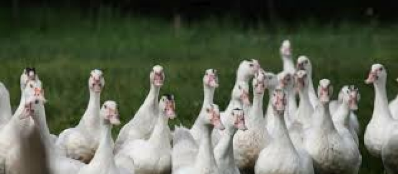 Grippe aviaire : passage en risque élevé sur l’ensemble du territoire national