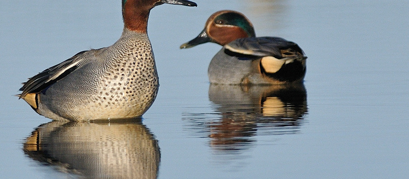 Voir, Ecouter, Reconnaitre, les oiseaux hivernants