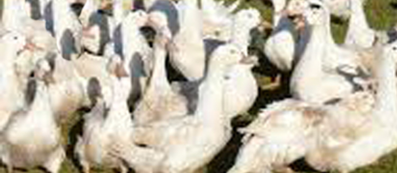 Grippe aviaire l'inquiétude grandit