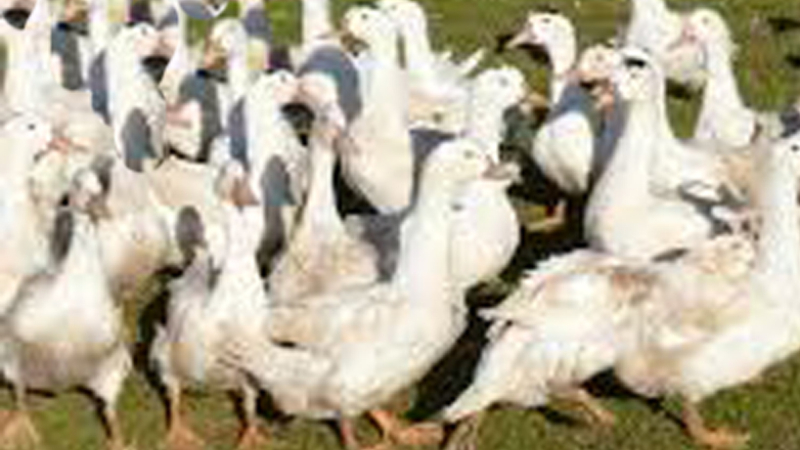 Grippe aviaire l'épidémie s'étend