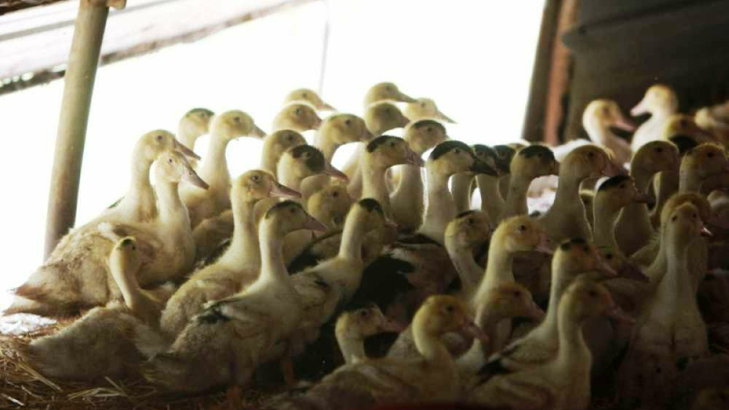 Influenza aviaire va-t-on vers un plan bis pour enrayer la crise, dix nouveaux cas en deux jours sur le Gers 