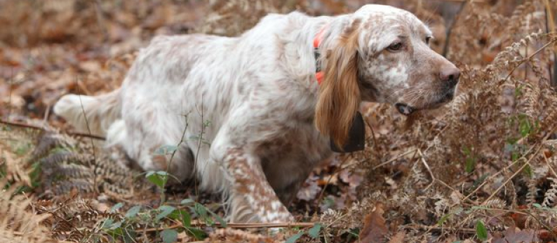Grippe aviaire: levée des interdictions de la chasse au gibier à plumes en zone de surveillance