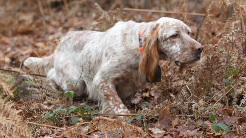 Grippe aviaire: levée des interdictions de la chasse au gibier à plumes en zone de surveillance