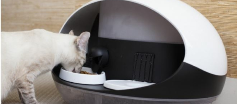Chat va tout seul