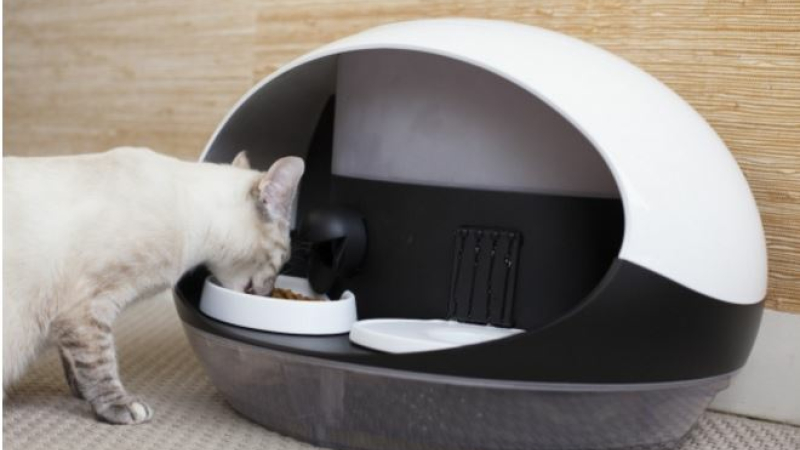 Chat va tout seul