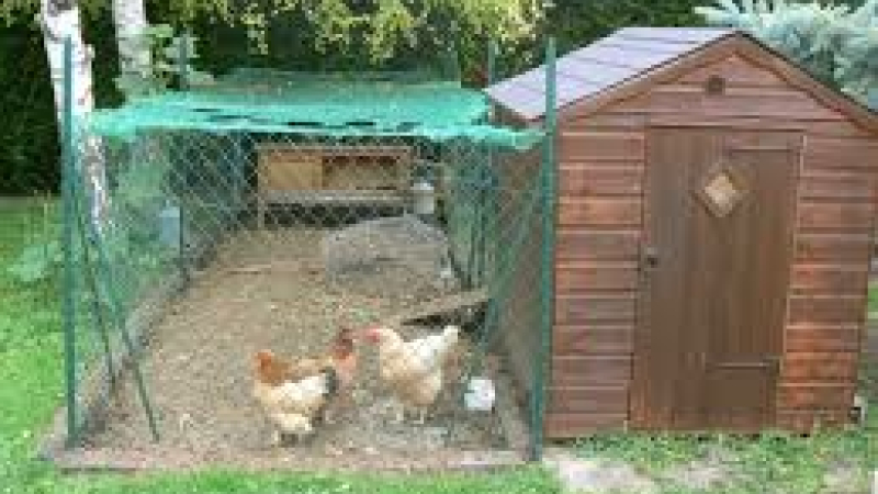 Grippe aviaire : de petits élevages touchés à leur tour