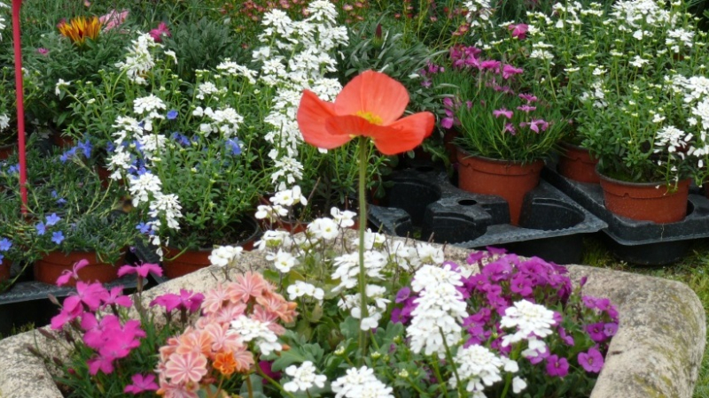 Le programme de la Foire du jardinage 2017 dévoilé