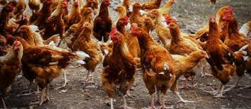 Influenza Aviaire – Dispositif autres volailles