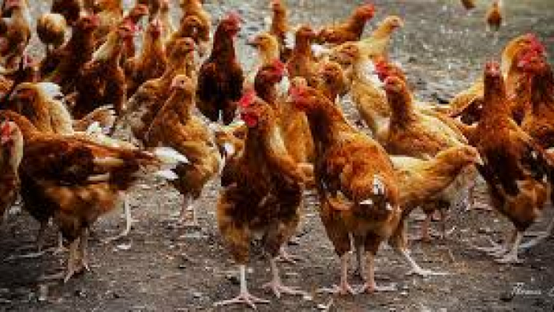 Influenza Aviaire – Dispositif autres volailles