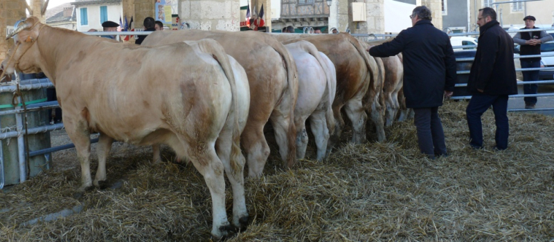 La foire-concours aux veaux de Solomiac connait un regain de vigueur
