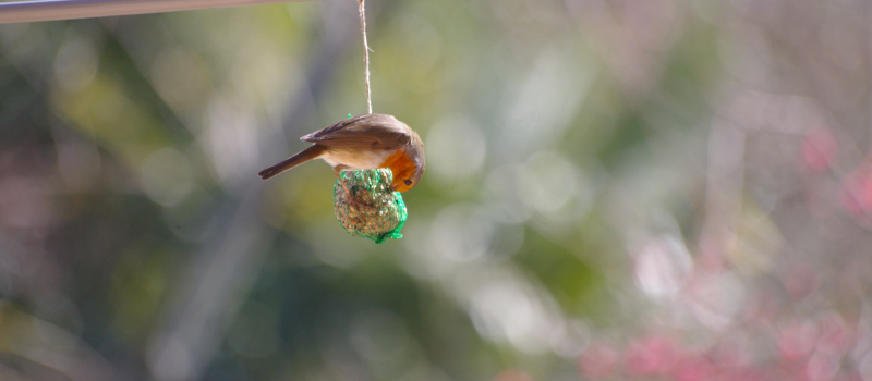 Les "Restos du Coeur" pour les oiseaux 