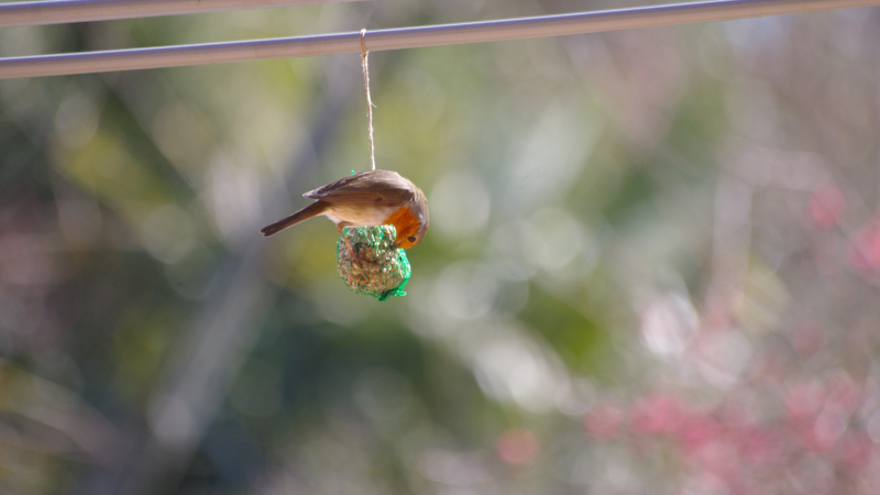 Les "Restos du Coeur" pour les oiseaux 