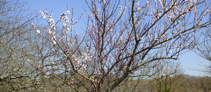 Tourdun Le printemps fleuri