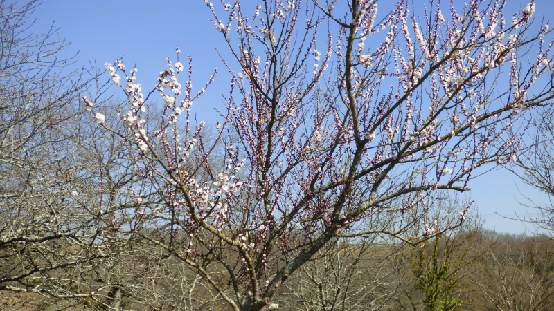 Tourdun Le printemps fleuri