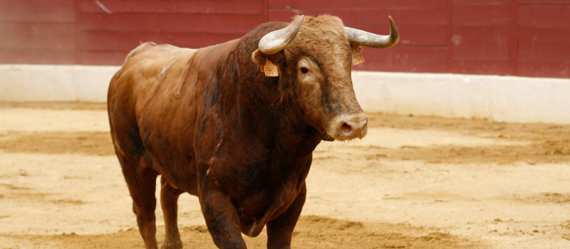 La Peña Vivement Cinq Heures  propose le film : Tauromachies Universelles
